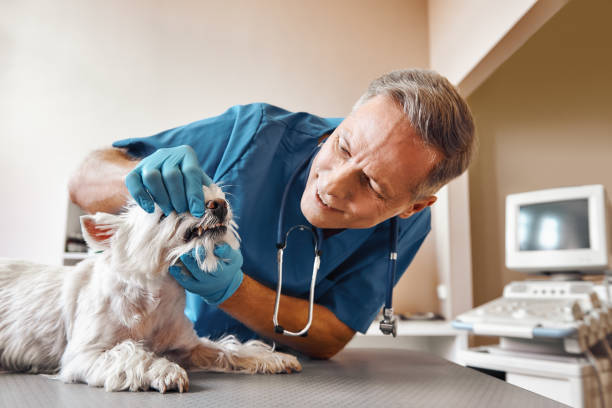 Best Emergency Dental Extractions in Cashmere, WA